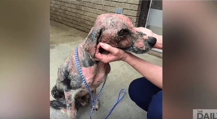 Stray Dog Makes Incredible Transformation After Rescue - I'm Crying (VIDEO)
