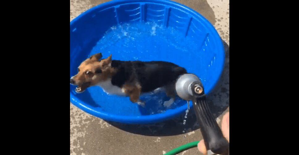 This Corgi Pool Party Is Perfect for the Dog Days of Summer (VIDEO)