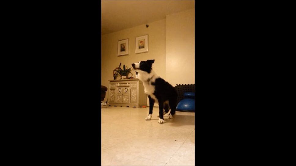This Precious Dog Deserves An Oscar (VIDEO)