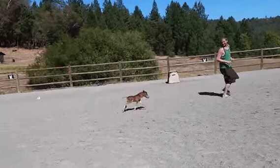 Tiny Baby Horse Chasing Its Human - I Want One! (VIDEO)