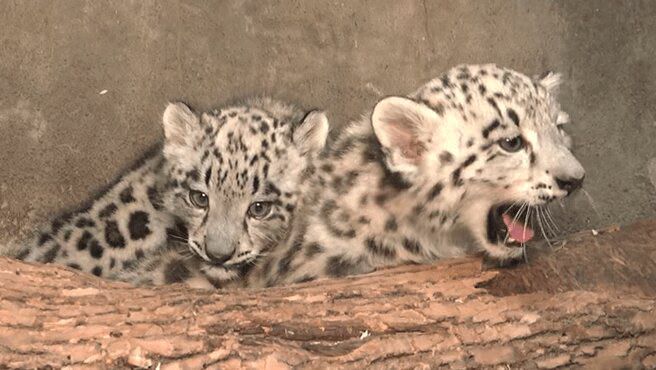 Two Adorable Snow Leopard Cubs Born In Chicago Zoo (VIDEO)
