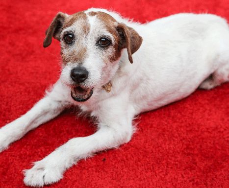 Uggie the Dog, Star of 'The Artist,' Dead At 13