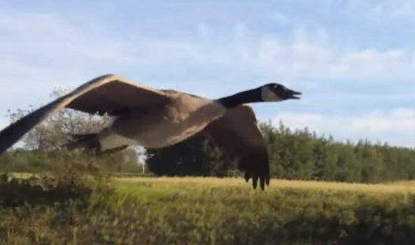 Wild Canada Goose Follows Man's Truck, So He Leads It To Water - Amazing (VIDEO)
