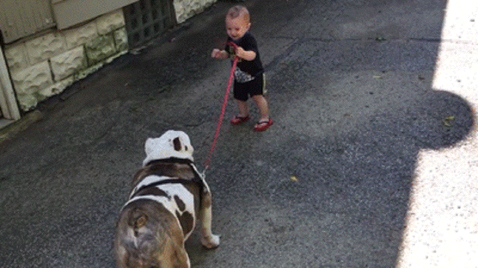 Adorable Baby Tries to Walk Stubborn Bulldog - So Cute! (VIDEO)
