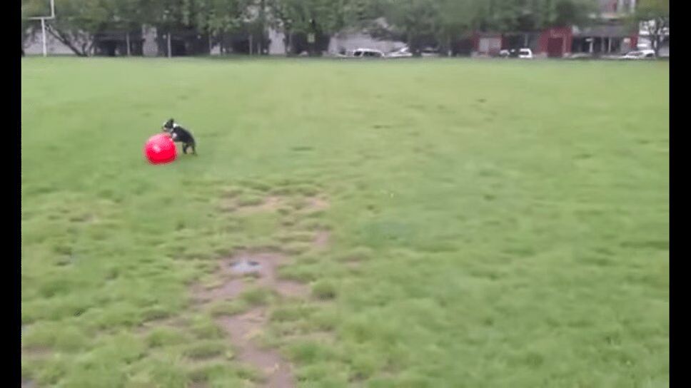 Adorable Dog Is (Literally) Head Over Heels for His New Ball (VIDEO)