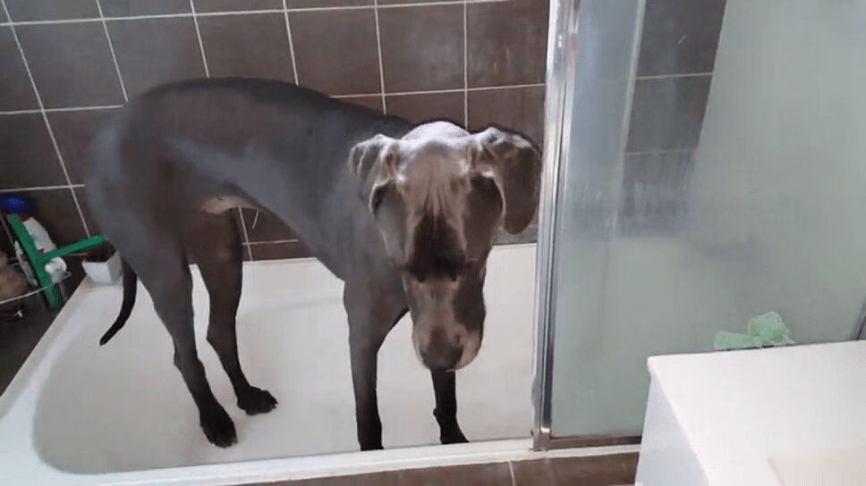 Adorable Great Dane Might Be the Most Well-Behaved Dog Ever (VIDEO)
