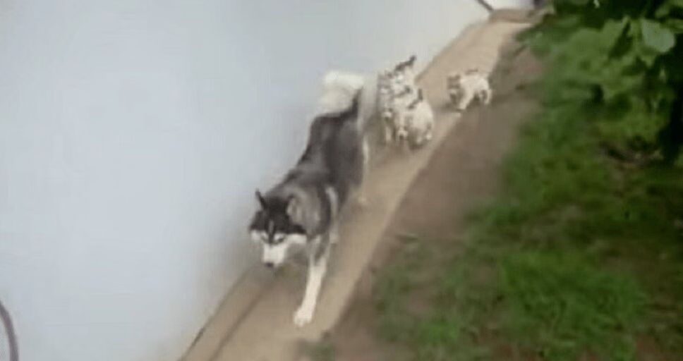 Adorable Husky Pups Want to Feed Again, But Mama Just Wants a Break (VIDEO)