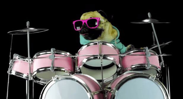 Adorable Pug Drums To Metallica (VIDEO)
