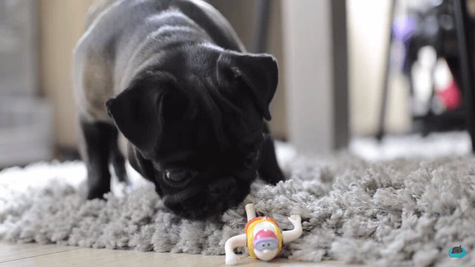 Adorable Pug Is Positively Spooked by Bath Toy (VIDEO)