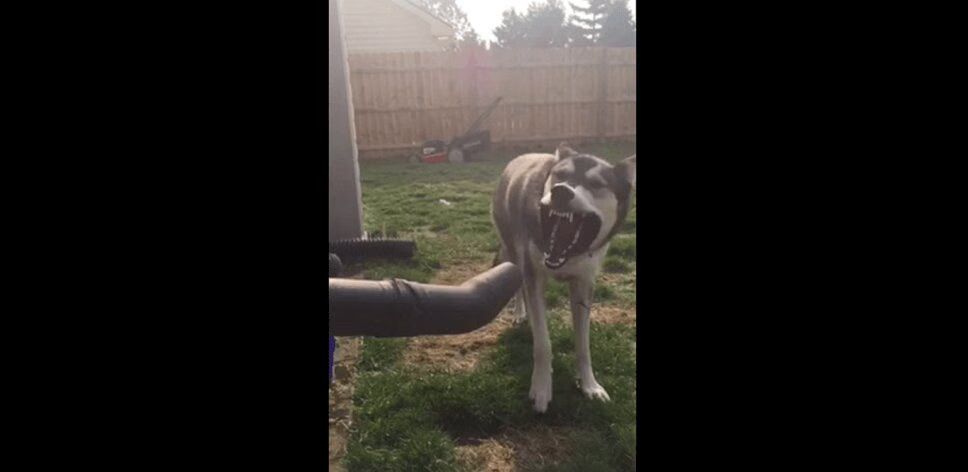 Adorable Wolf Dog Has a Blast With a Leaf Blower - Slow Motion Cuteness! (VIDEO)