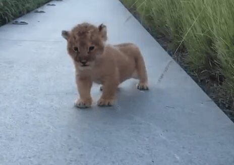Baby Lion's Tiny Roar Will Make Your Heart Melt (VIDEO)