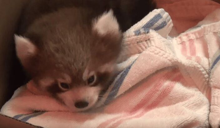 Baby Red Pandas Get Their Medical Check-Up (VIDEO)