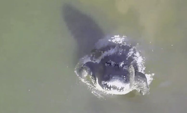 Best of Animals Vs. Drones Video