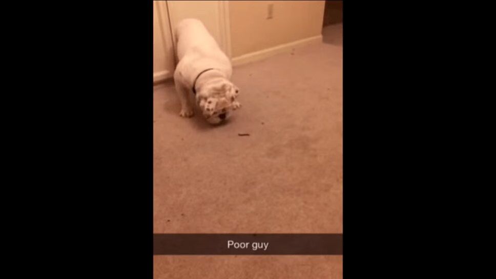 Big Ol' Bulldog Is Terrified of a Tiny Bug (VIDEO)