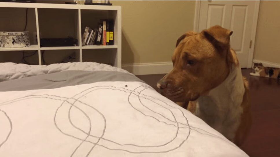 Big Pit Bull Scared of Little Old Ladybug (VIDEO)