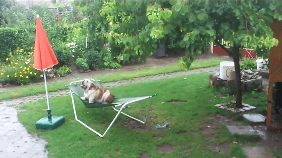 Bulldog Has the Time of His Life On a Hammock - So Cute! (VIDEO)
