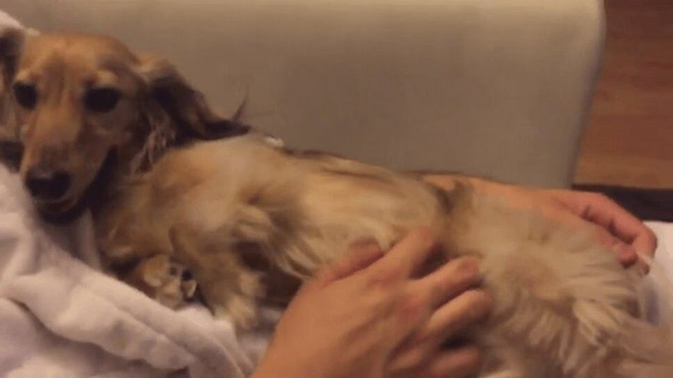Dachshund Laughs Like a Human When Tickled! (VIDEO)