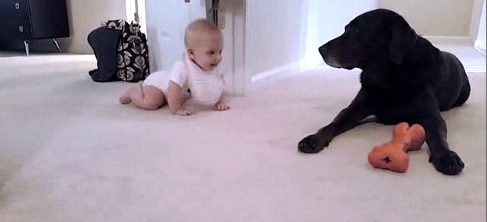 Dog Kisses Adorable Crawling Baby - So Sweet! (VIDEO)