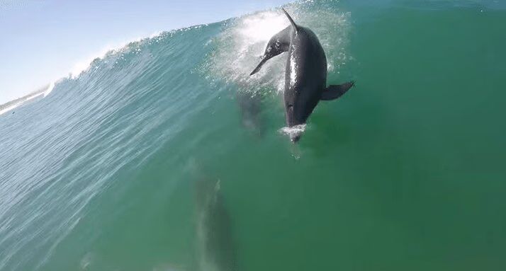 Dolphin Body Slams Surfer Caught On Video