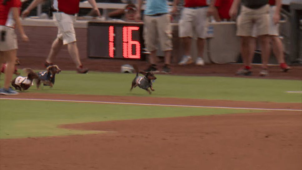 El Paso 'Wiener Dog Race' Is the Cutest Sporting Event Ever! (VIDEO)