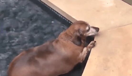 Grieving 40-Pound Dachshund Trying To Lose Weight For Adoption (VIDEO)
