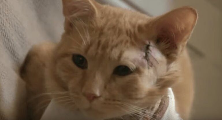 Hero Cat Takes A Bullet, Saves 3-Year-Old's Life (VIDEO)