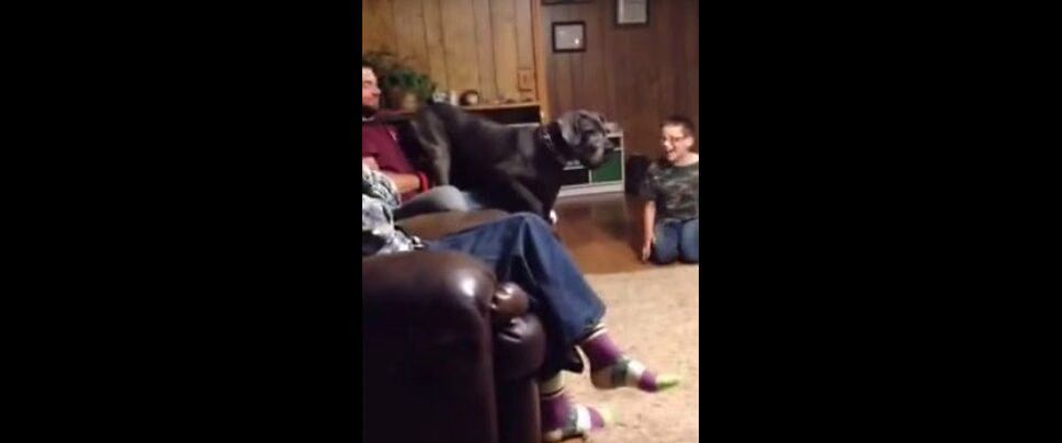 Huge Great Dane Is Scared of Little Old Chihuahua (VIDEO)