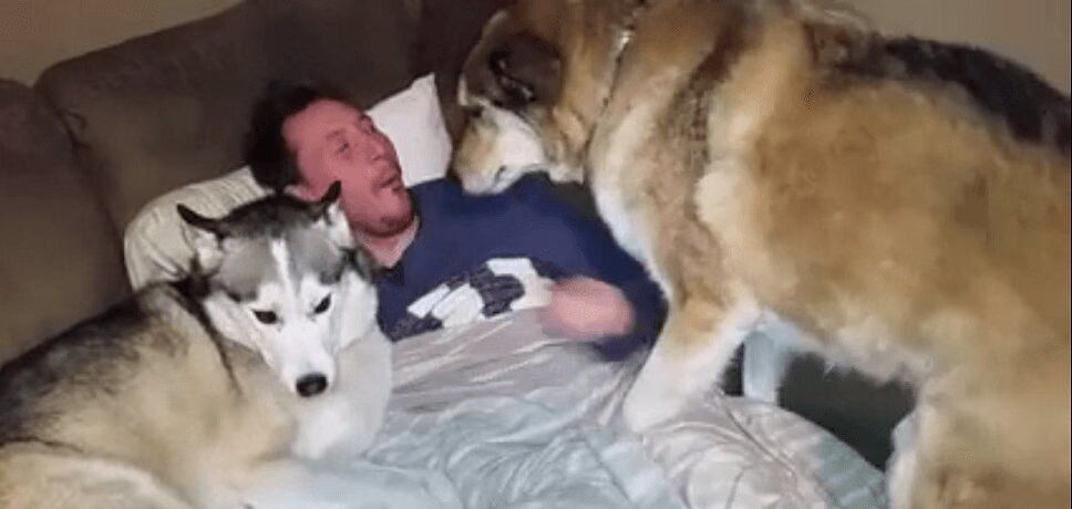 Jealous Dog Can't Stand Not Being the Center of Attention - Precious! (VIDEO)