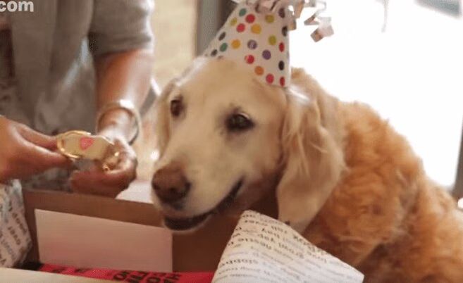 Last Rescue Dog From 9:11 Has Amazing Birthday In New York City (VIDEO)