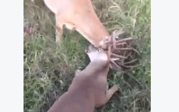 Locked Bucks Saved By Good Samaritan (VIDEO)