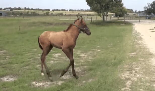 Mama Horse Teaches Nervous Baby How To Jump (VIDEO)