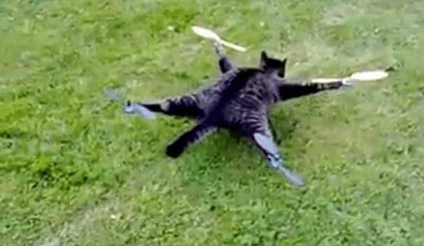 Man Stuff Cat And Turns It Into A Drone - Awful (VIDEO)