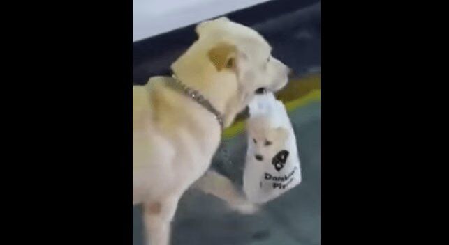 Mother Dog Carries Baby Puppy In A Plastic Bag (VIDEO)