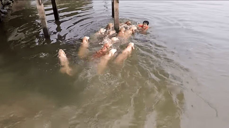 Overprotective Golden Retrievers Go Swimming After Owner - Precious! (VIDEO)