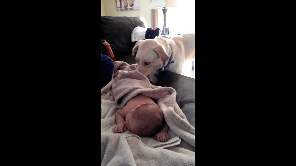 Precious Dog Tucks In Adorable Sleeping Baby - Heartwarming! (VIDEO)