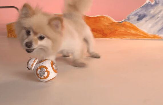 Puppies Playtest The New Adorable BB-8 Droid Toy (VIDEO)