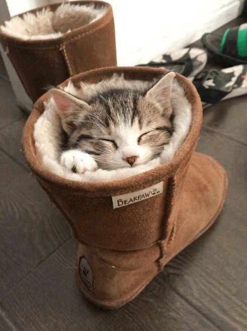 Real-Life 'Puss In Boots' Is The Cutest Cat Ever (PHOTO)