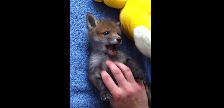 Rescued Baby Fox Can't Get Enough Belly Rubs (VIDEO)