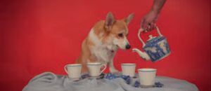 Royal Corgi Tea Party Celebrates the Queen's Reign - Adorable! (VIDEO)