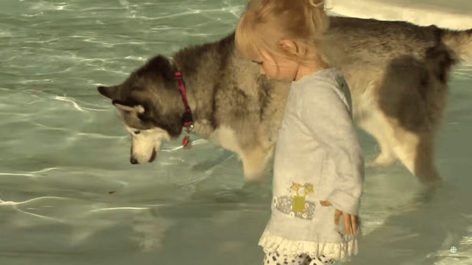The Last Pool Day of Summer Belongs to the Dogs - So Cute! (VIDEO)