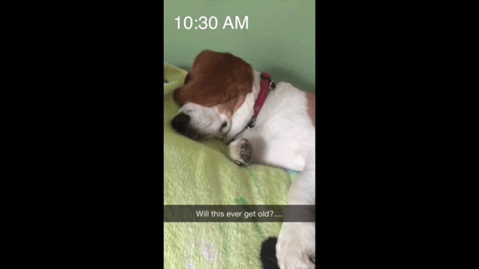 This Adorable Beagle Will Never Say 'No' to a Walk (VIDEO)
