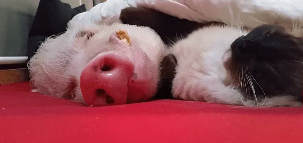 This Cat and Pig Are the Cutest of Pals (VIDEO)