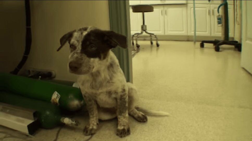 This Puppy Arrived With a Broken Hip, But Left Better Than Ever! (VIDEO)