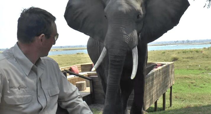 Why You Should Never Let A Bull Elephant Sneak Up On You (VIDEO)