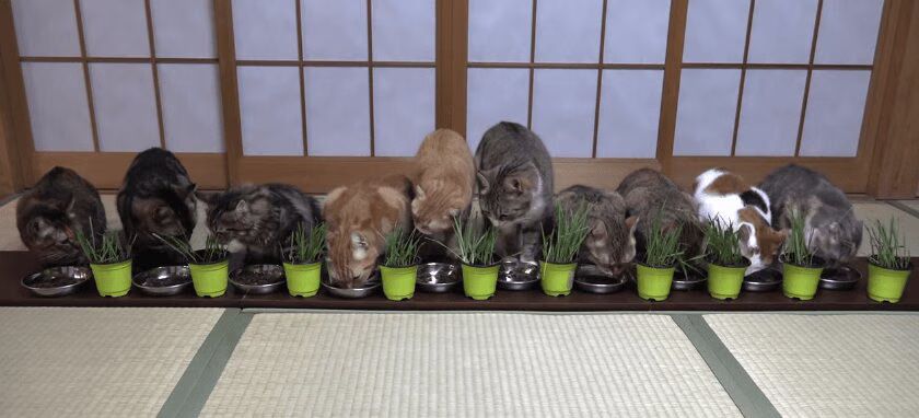 10 Cats Eating Salad Together (VIDEO)