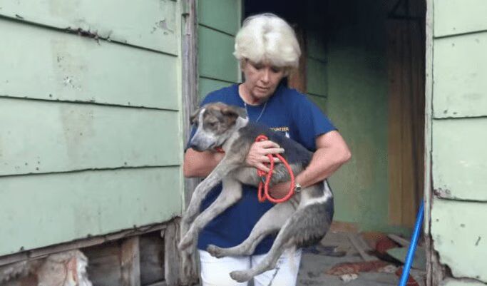 19 Dogs Rescued In Abandoned House Will Melt Your Heart (VIDEO)