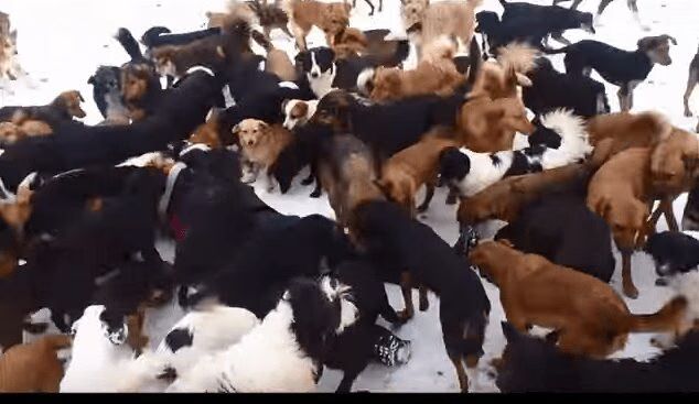 450 Dogs Playing