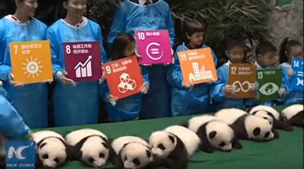 6 Pairs of Panda Twins Debut In China - Adorable