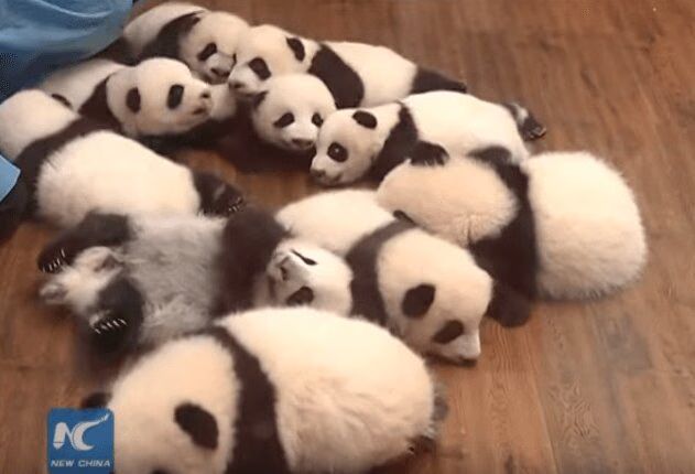 6 Pairs of Panda Twins Debut In China
