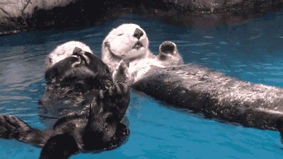 Otters Holding Hands GIF